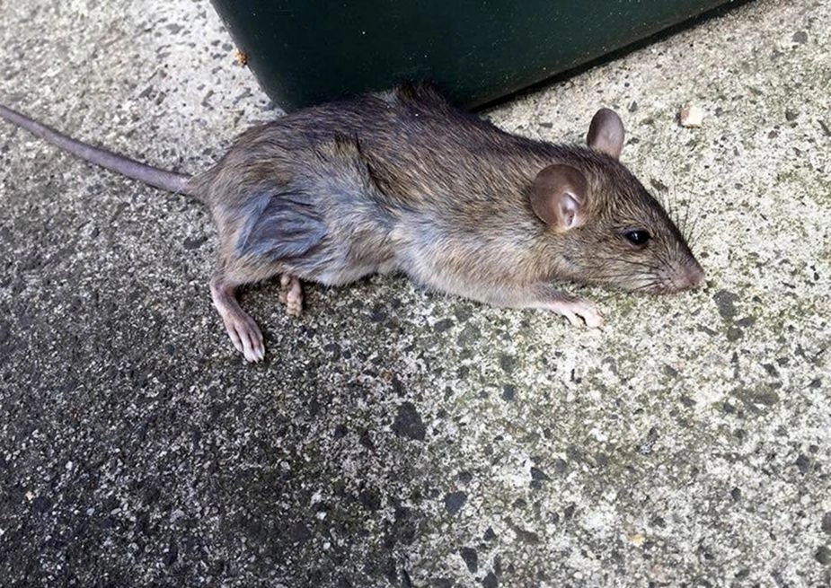Residential Treatment performed by Custer Pest Control in Tacoma, WA
