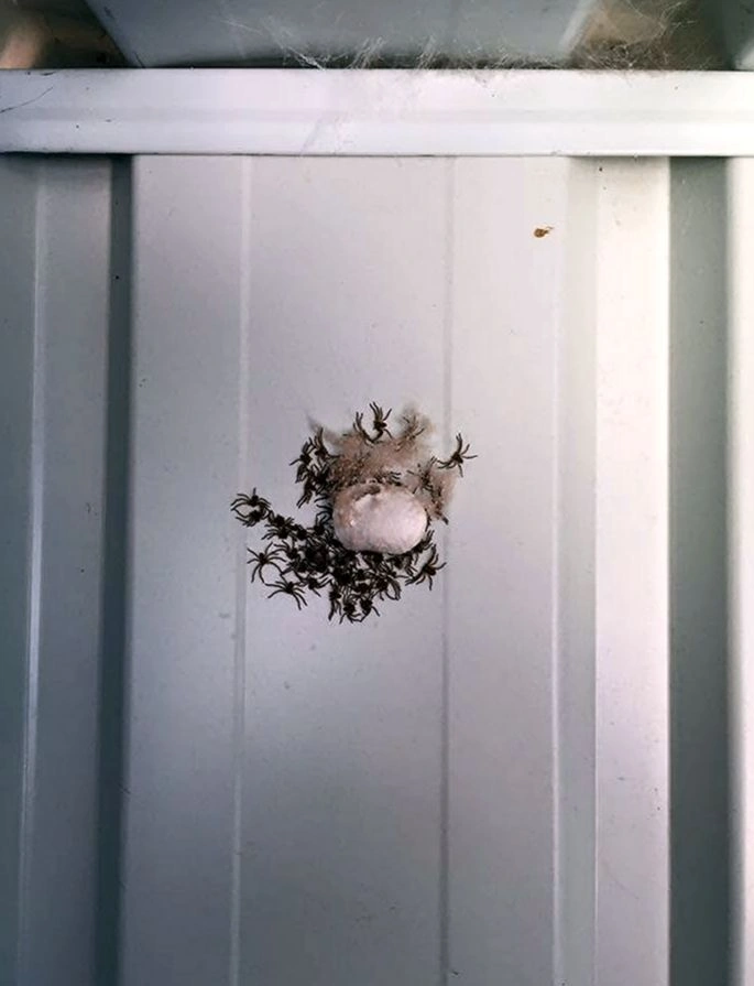 Emergency Removal performed by Custer Pest Control in Tacoma, WA